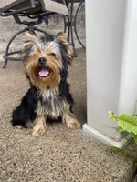 Maverick, a male Yorkshire Terrier for sale in Owensville, IN – 2 of 3