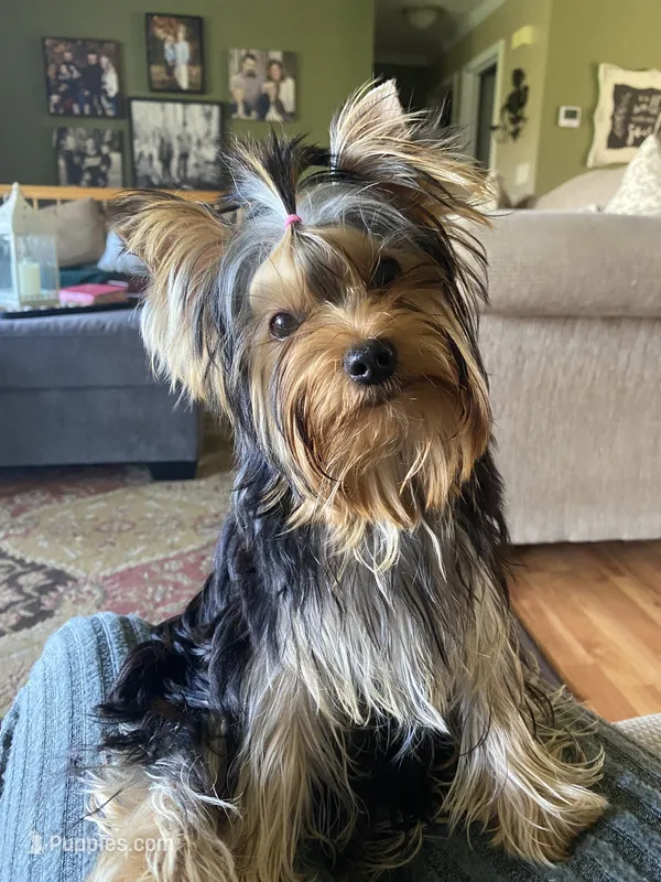 Maverick – Yorkshire Terrier puppy for sale in Owensville, IN
