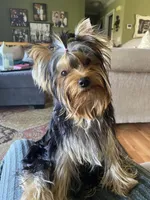 Maverick, a male Yorkshire Terrier for sale in Owensville, IN – 1 of 3