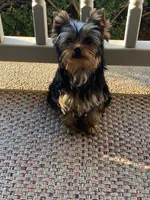 Parker, a male Yorkshire Terrier for sale in Owensville, IN – 2 of 2