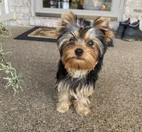 Shelby, a female Yorkshire Terrier for sale in Owensville, IN – 2 of 2