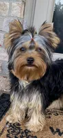 Shelby, a female Yorkshire Terrier for sale in Owensville, IN – 2 of 5