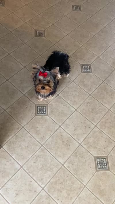 Shelby, a female Yorkshire Terrier for sale in Owensville, IN – 5 of 5