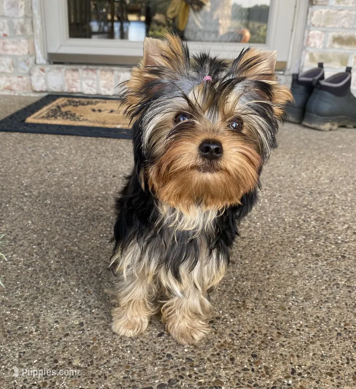 Shelby – Yorkshire Terrier puppy for sale in Owensville, IN