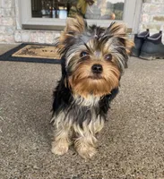 Shelby, a female Yorkshire Terrier for sale in Owensville, IN – 1 of 2