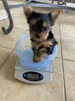 Peyton, a female Yorkshire Terrier for sale in Owensville, IN – 2 of 2