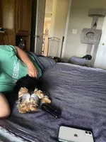 Maverick, a male Yorkshire Terrier for sale in Owensville, IN – 3 of 3