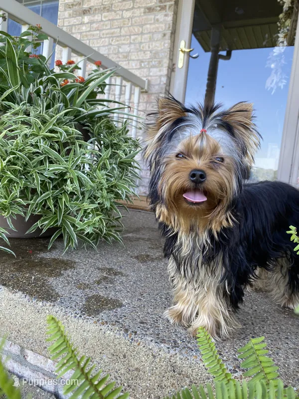 Maverick – Yorkshire Terrier puppy for sale in Owensville, IN