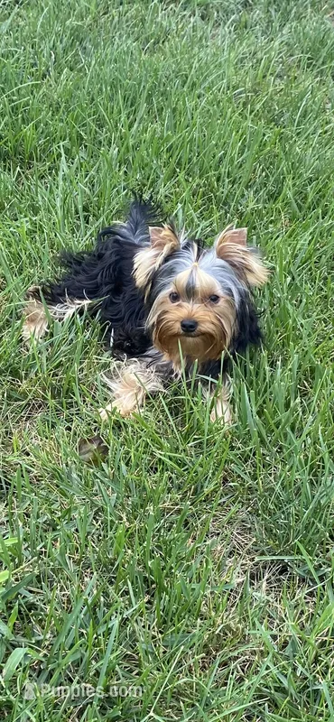 Shelby – Yorkshire Terrier puppy for sale in Owensville, IN