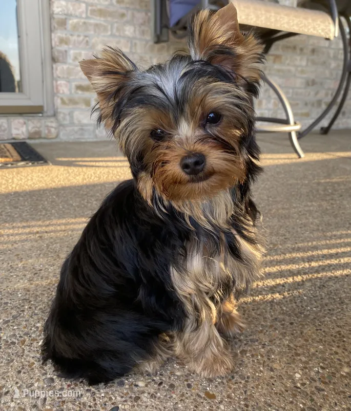 Parker – Yorkshire Terrier puppy for sale in Owensville, IN