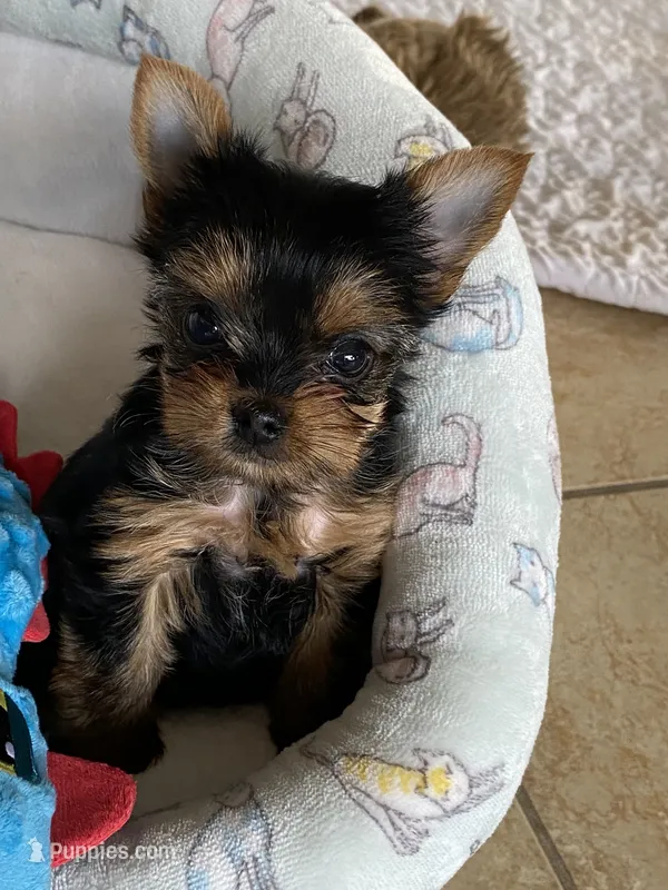 Peyton – Yorkshire Terrier puppy for sale in Owensville, IN