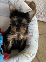 Peyton, a female Yorkshire Terrier for sale in Owensville, IN – 1 of 2