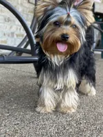 Shelby, a female Yorkshire Terrier for sale in Owensville, IN – 3 of 5