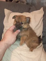 Rossy, a female Pomeranian for sale in Bronx, NY – 4 of 7