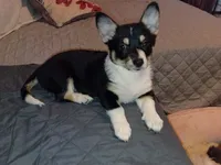 Thiara , a female Pembroke Welsh Corgi for sale in Bronx, NY – 5 of 10