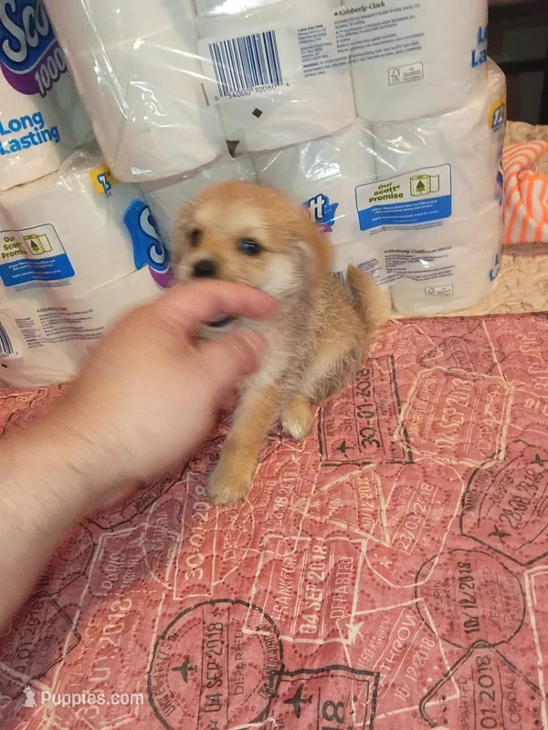 Lucas y melody  – Pomeranian puppy for sale in Bronx, NY