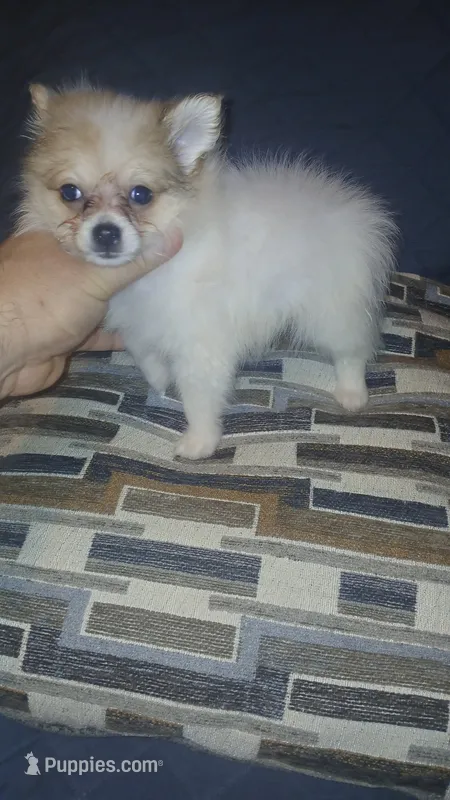 Molly  – Pomeranian puppy for sale in Bronx, NY