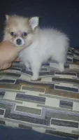 Molly , a female Pomeranian for sale in Bronx, NY – 1 of 2