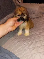 Stitch, a male Lhasa Apso and Shih Tzu for sale in Bronx, NY – 3 of 10