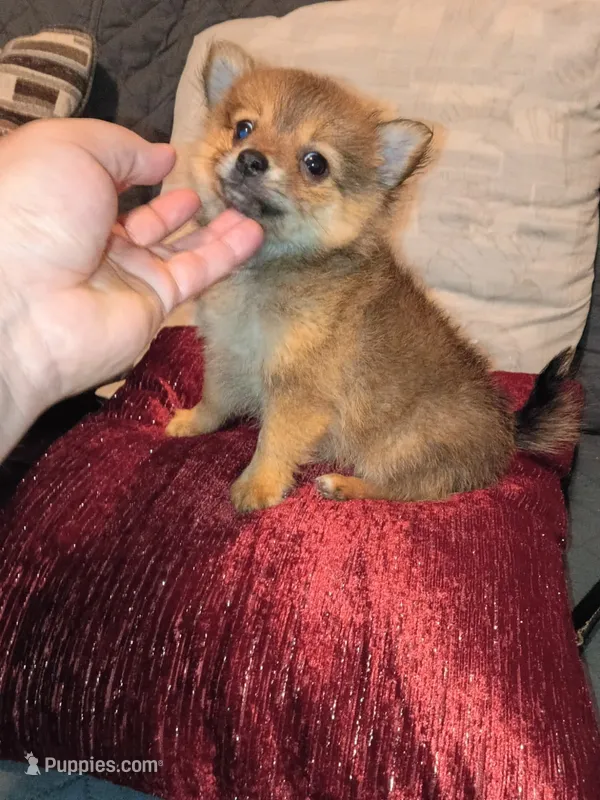 Candy – Pomeranian puppy for sale in Bronx, NY
