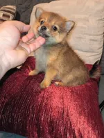 Candy, a female Pomeranian for sale in Bronx, NY – 1 of 5