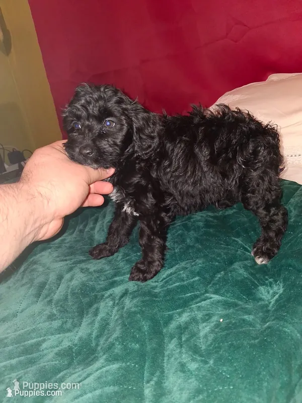 Toby  – Poodle - Toy , Poodle - Miniature  puppy for sale in Bronx, NY