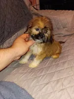Stitch, a male Lhasa Apso and Shih Tzu for sale in Bronx, NY – 2 of 10