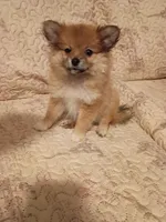 Candy y Valentina, a female Pomeranian for sale in Bronx, NY – 3 of 10