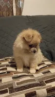 Balu y sam, a male Pomeranian for sale in Bronx, NY – 3 of 6