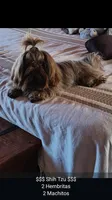 Stitch, a male Lhasa Apso and Shih Tzu for sale in Bronx, NY – 7 of 10