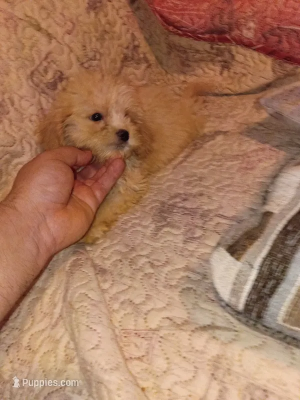 Caramelo y Dolly  – Maltese, Poodle - Toy  puppy for sale in Bronx, NY