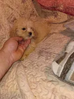 Caramelo y Dolly , a male Maltese and Poodle - Toy  for sale in Bronx, NY – 1 of 10