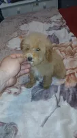Lucas y melody , a male Poodle - Toy  for sale in Bronx, NY – 5 of 8