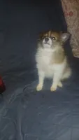 Melody , a female Pomeranian for sale in Bronx, NY – 2 of 6