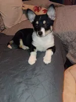 Thiara , a female Pembroke Welsh Corgi for sale in Bronx, NY – 8 of 10