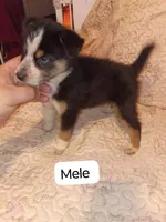 Akira y Simba , a male Pomeranian and Pomsky for sale in Bronx, NY – 3 of 6