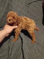 Caramelo , a male Poodle - Toy  for sale in Bronx, NY – 6 of 9