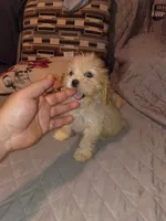 Kiara , a female Maltese and Poodle - Toy  for sale in Bronx, NY – 6 of 7