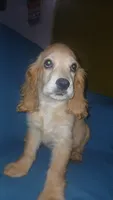 Stitch, a male Cocker Spaniel for sale in Bronx, NY – 4 of 7