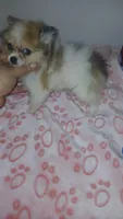 Balentina y Sofía , a female Pomeranian for sale in Bronx, NY – 8 of 10