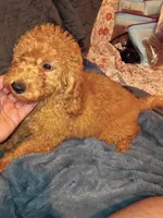 Punky , a male Poodle - Toy  and Poodle - Miniature  for sale in Bronx, NY – 5 of 5