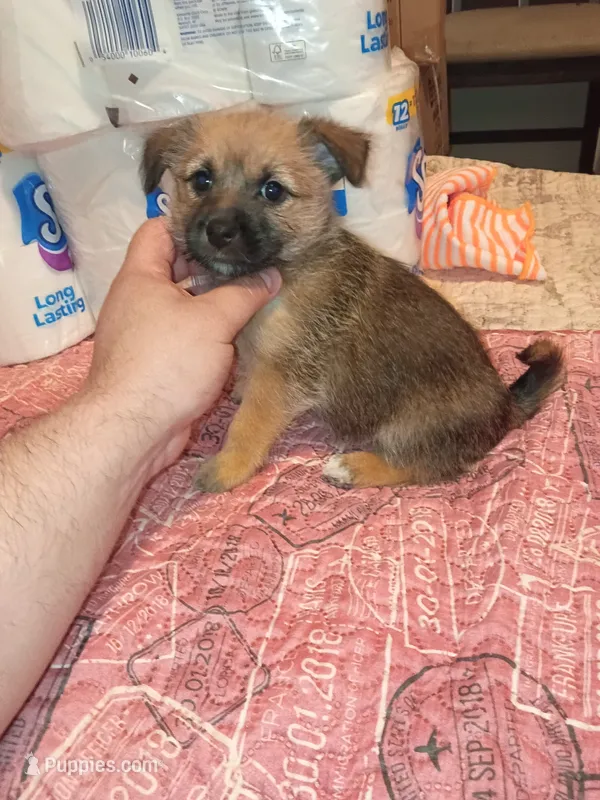 Lucas y melody  – Pomeranian puppy for sale in Bronx, NY