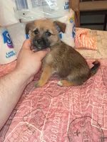 Lucas y melody , a male Pomeranian for sale in Bronx, NY – 1 of 8