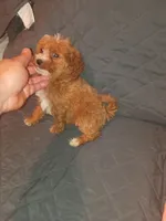 Kiara , a female Poodle - Toy  for sale in Bronx, NY – 6 of 10