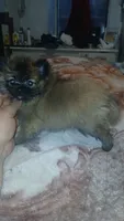 Garu , a male Pomeranian for sale in Bronx, NY – 5 of 8