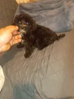 Toby , a male Morkie for sale in Bronx, NY – 6 of 10