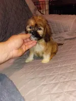 Stitch, a male Lhasa Apso and Shih Tzu for sale in Bronx, NY – 1 of 10