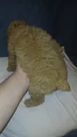 Molly , a female Poodle - Toy  for sale in Bronx, NY – 8 of 10