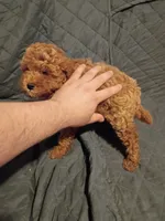 Caramelo , a male Poodle - Toy  for sale in Bronx, NY – 7 of 9