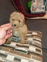 Kalua , a female Poodle - Toy  for sale in Bronx, NY – Photo 6 of 10